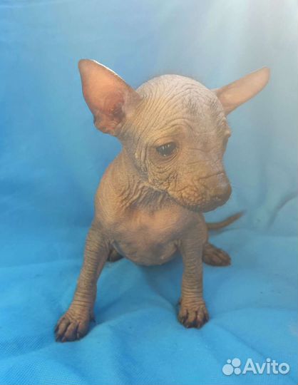 Ксолоитцкуинтли мини /медио