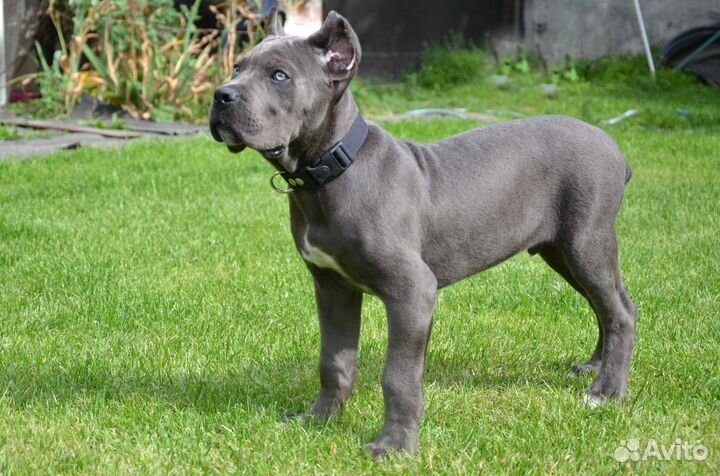 Собаки щенки кане корсо