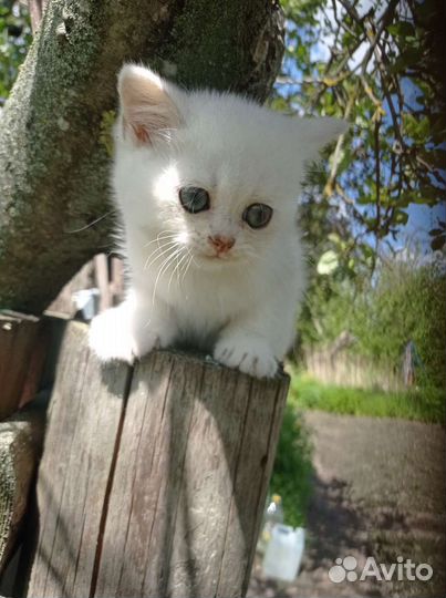 Британская серебристая шиншилла котята