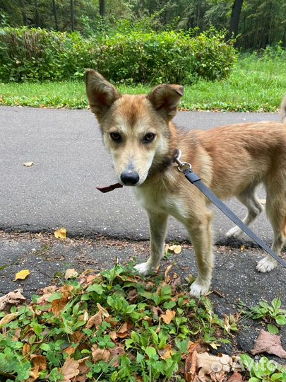 Собака в добрые руки