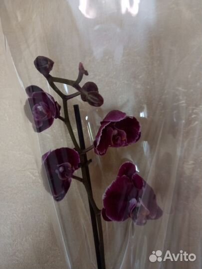 Орхидея фаленопсис Каменная Роза