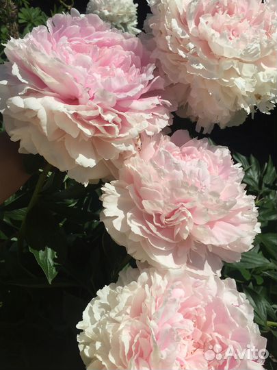 Пионы для посадки