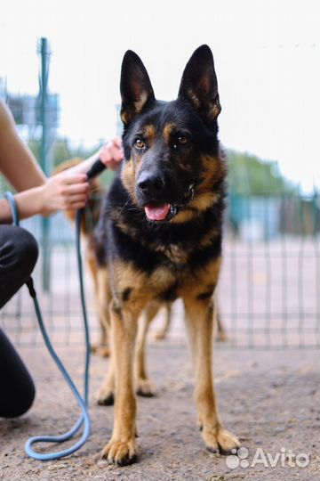 Метис овчарка в дар