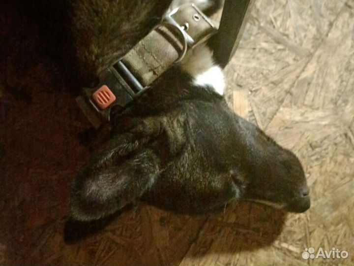 Кабель помесь хаски с немецкой овчаркой