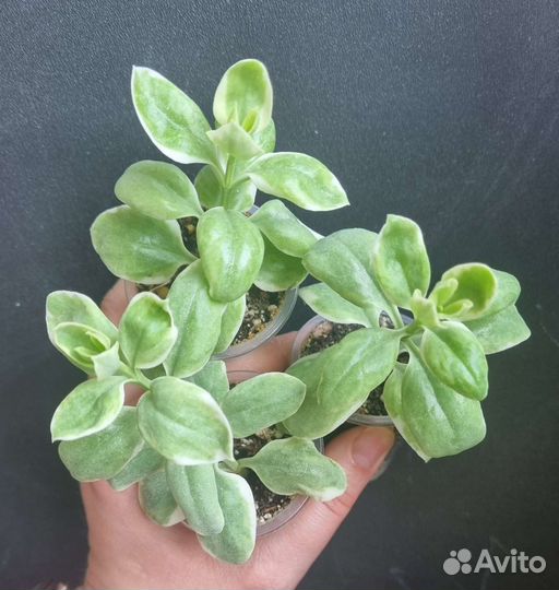 Ктенанта, каллизия, цианотис, аптения, пумила