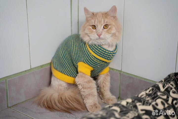 Кот Тедди добрые руки