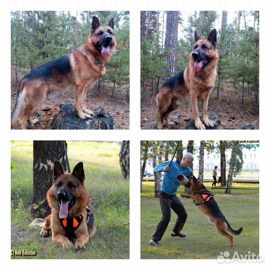 Вязка.Щенки