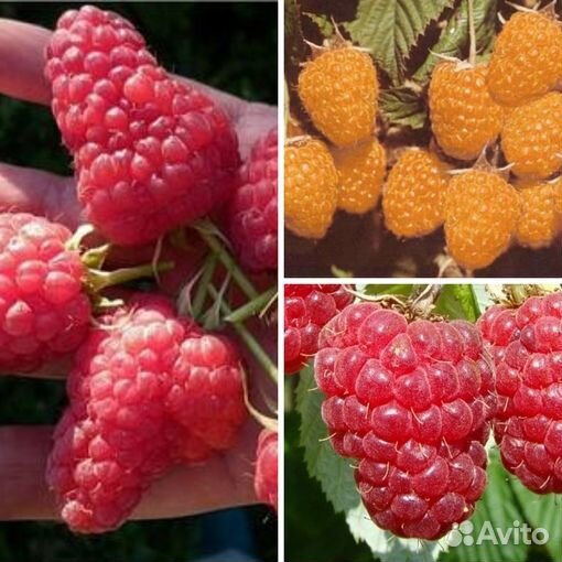 Самая крупная малина