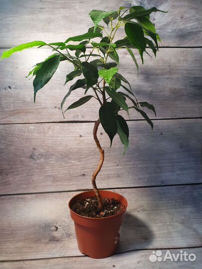Фикус бенджамина спираль