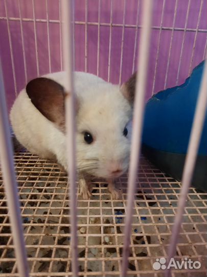 Шиншилла девочка