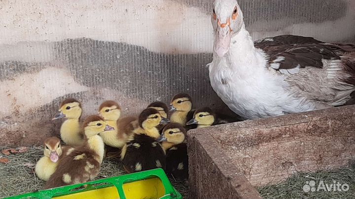 Утка мускусная, цесарка