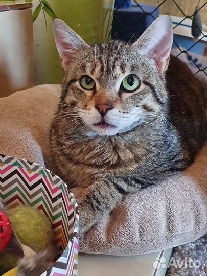 Зеленоглазый полосатый котик