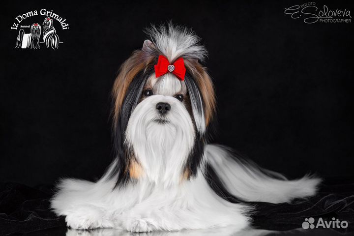 Бивер - кобель для вязок