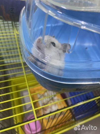Джунгарский хомяк с клеткой