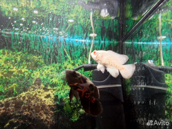 Оскар. Астронотус