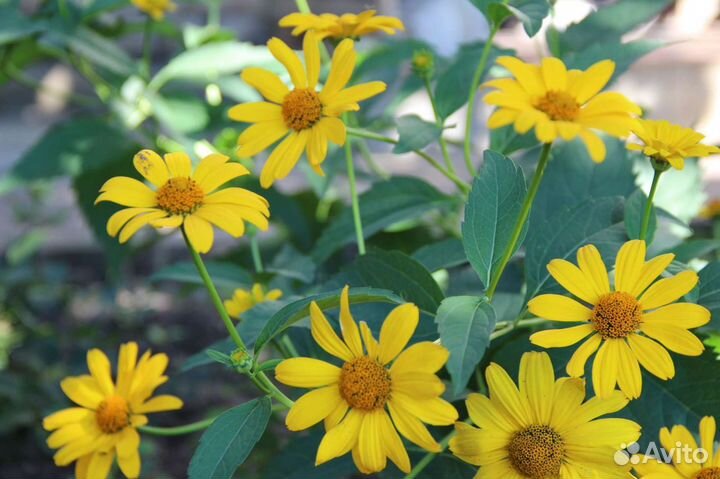 Ромашка жёлтая, Гелиопсис, многолетние цветы