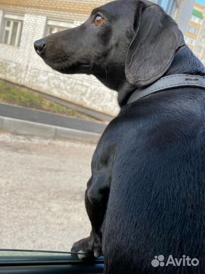 Собака вязка