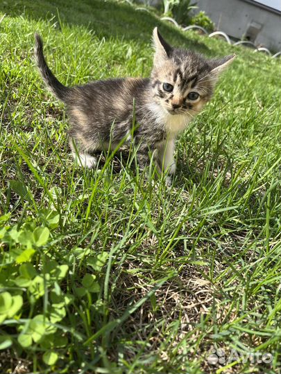 Котятки в добрые руки