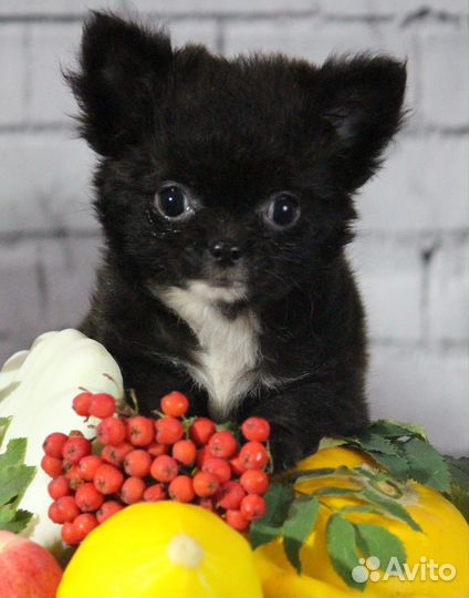 Малыши чихуахуа мини