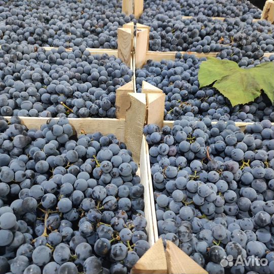 Мерло Каберне Изабелла оптом