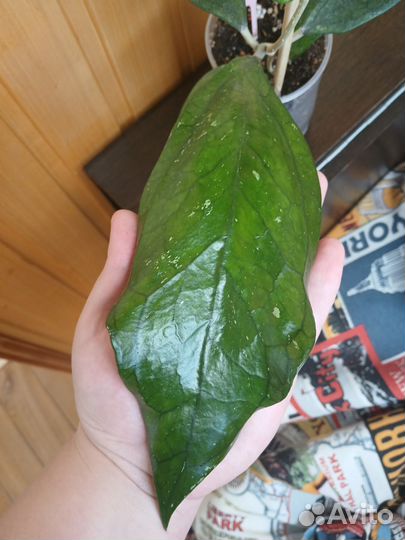 Хойя sp. Germany