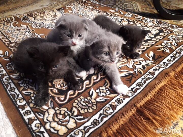 Котята в добрые руки