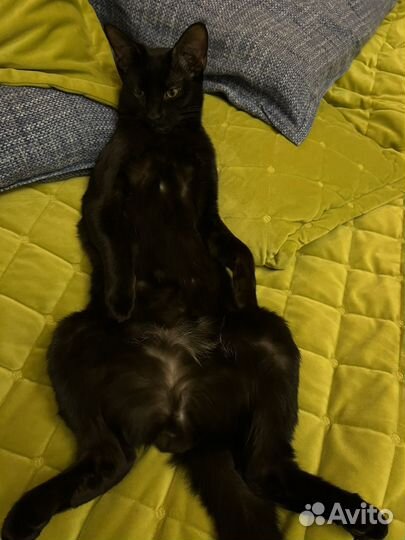 Чаузи F 4