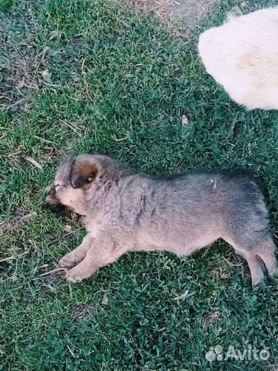 Собака в добрые руки отдам бесплатно
