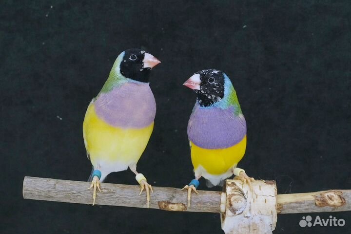 Амадины гульда