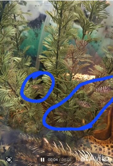 Аквариумные рыбки