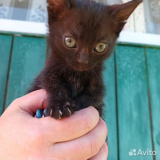 Кошка в дар бесплатно