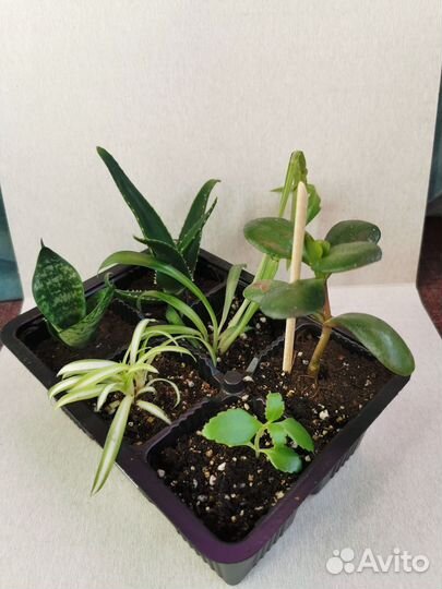 Мини бокс из 6 растений