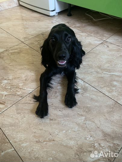 Русский спаниель