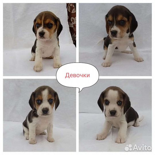 Щенки (девочки и мальчик )