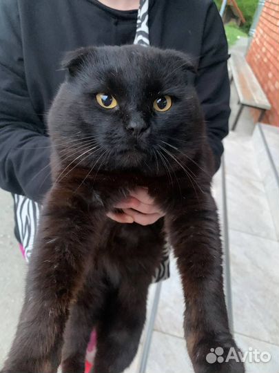 Вислоухий кот черный