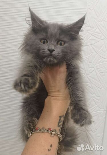 Эксклюзивный котенок Мейн-кун