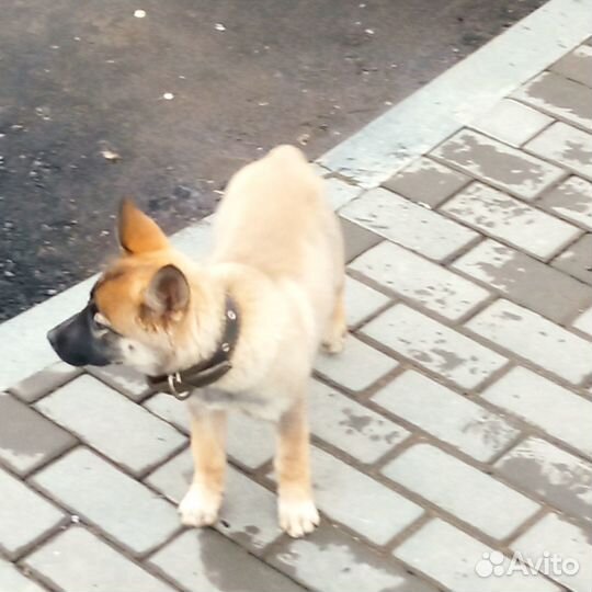 Найден щенок