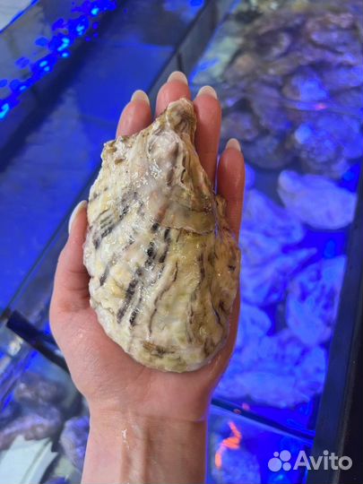 Живые устрицы