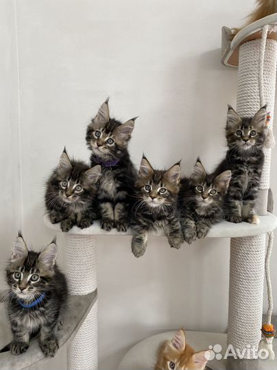 Мейн-кун котята