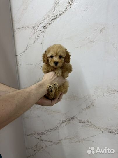 Девочки мальтипу мини