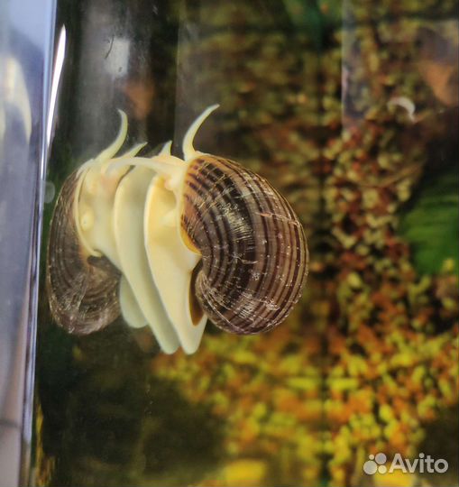 Улитки ампулярии