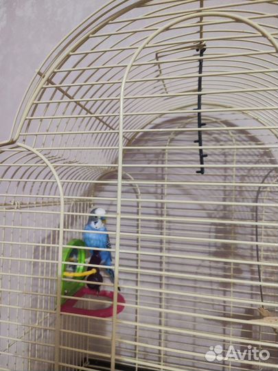 Волнистый попугай с клеткой