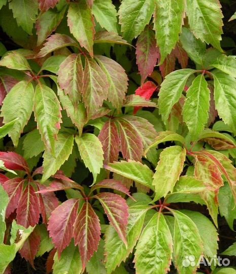 Многолетние цветы продаю или меняю