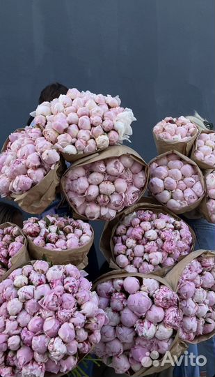 Букеты из Пионов 51 101 Пион с доставкой