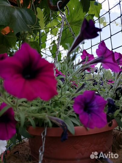 Ампельная петуния рассада
