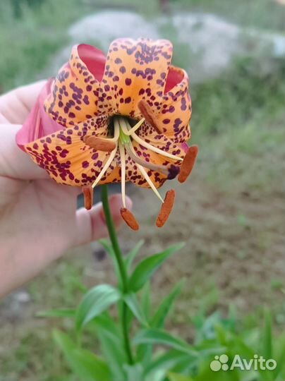 Продам растения многолетние