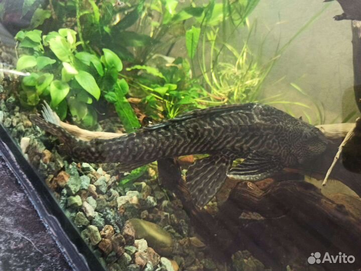 Птеригоплихт(парчовый сом)