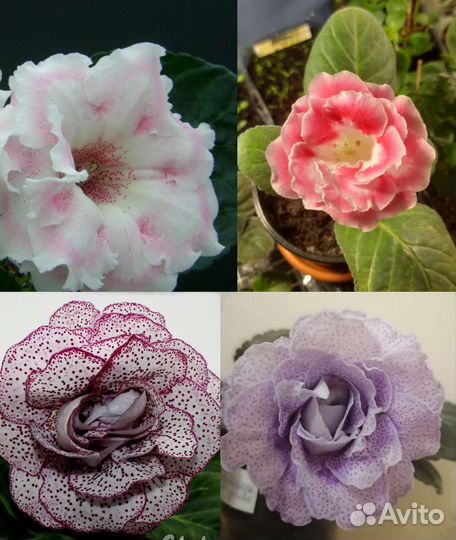 Глоксиния. Детки