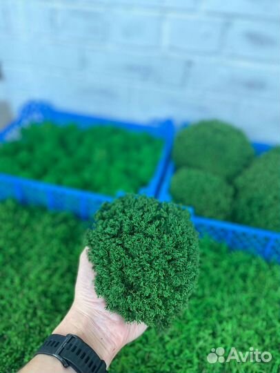 Стабилизированный мох