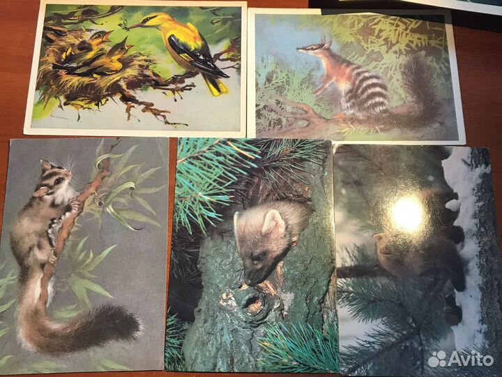 Открытки СССР рыбы/ животные/ растения